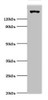 Western blot<br />
 All lanes: EIF2AK4 antibody at 2µg/ml + Mouse lung tissue<br />
 Secondary<br />
 Goat polyclonal to rabbit IgG at 1/10000 dilution<br />
 Predicted band size: 187, 184, 70 kDa<br />
 Observed band size: 187 kDa<br />