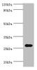 Western blot<br />
 All lanes: CRISP2 antibody at 12µg/ml + Rat gonad tissue<br />
 Secondary<br />
 Goat polyclonal to rabbit IgG at 1/10000 dilution<br />
 Predicted band size: 28, 32 kDa<br />
 Observed band size: 28 kDa<br />