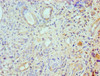 Immunohistochemistry of paraffin-embedded human kidney tissue using CSB-PA020059ESR1HU at dilution of 1:100