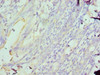 Immunohistochemistry of paraffin-embedded human colon using CSB-PA619756ESR2HU at dilution of 1:100