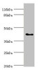 Western blot<br />
 All lanes: SH3GL2 antibody at 0.91µg/ml + HepG2 whole cell lysate<br />
 Secondary<br />
 Goat polyclonal to rabbit IgG at 1/10000 dilution<br />
 Predicted band size: 40 kDa<br />
 Observed band size: 40 kDa<br />