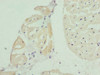 Immunohistochemistry of paraffin-embedded human heart tissue using CSB-PA002591DSR1HU at dilution of 1:100