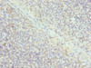 Immunohistochemistry of paraffin-embedded human tonsil tissue using CSB-PA007596DSR2HU at dilution of 1:100