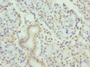 Immunohistochemistry of paraffin-embedded human pancreatic tissue using CSB-PA012447ESR1HU at dilution of 1:100