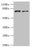 Western blot<br />
 All lanes: GBE1 antibody at 3.13µg/ml<br />
 Lane 1: HepG2 whole cell lysate<br />
 Lane 2: Hela whole cell lysate<br />
 Secondary<br />
 Goat polyclonal to rabbit IgG at 1/10000 dilution<br />
 Predicted band size: 80 kDa<br />
 Observed band size: 80 kDa<br />
