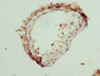 Immunohistochemistry of paraffin-embedded human testis tissue using CSB-PA890657ESR1HU at dilution of 1:100