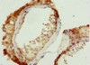 Immunohistochemistry of paraffin-embedded human testis tissue using CSB-PA839401ESR2HU at dilution of 1:100