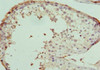 Immunohistochemistry of paraffin-embedded human testis tissue using CSB-PA719414ESR1HU at dilution of 1:100