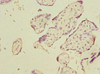 Immunohistochemistry of paraffin-embedded human placenta tissue using CSB-PA013216ESR1HU at dilution of 1:100