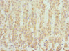 Immunohistochemistry of paraffin-embedded human adrenal gland tissue using CSB-PA020853ESR2HU at dilution of 1:100