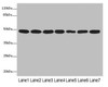 Western blot<br />
 All lanes: COPS3 antibody at 3.41µg/ml<br />
 Lane 1: MCF-7 whole cell lysate<br />
 Lane 2: Hela whole cell lysate<br />
 Lane 3: 293T whole cell lysate<br />
 Lane 4: HT29 whole cell lysate<br />
 Lane 5: Mouse heart tissue<br />
 Lane 6: Mouse brain tissue<br />
 Lane 7: Mouse ovarian tissue<br />
 Secondary<br />
 Goat polyclonal to rabbit IgG at 1/10000 dilution<br />
 Predicted band size: 48, 46 kDa<br />
 Observed band size: 46 kDa<br />
