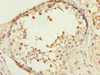Immunohistochemistry of paraffin-embedded human testis tissue using CSB-PA892483ESR1HU at dilution of 1:100