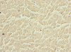 Immunohistochemistry of paraffin-embedded human heart tissue using CSB-PA892483ESR1HU at dilution of 1:100