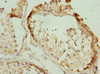 Immunohistochemistry of paraffin-embedded human testis tissue using CSB-PA020342DSR1HU at dilution of 1:100