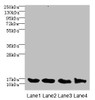 Western blot<br />
 All lanes: HIST1H3A antibody at 2.48µg/ml<br />
 Lane 1: Mouse liver tissue<br />
 Lane 2: Mouse lung tissue<br />
 Lane 3: MCF-7 whole cell lysate<br />
 Lane 4: NIH/3T3 whole cell lysate<br />
 Secondary<br />
 Goat polyclonal to rabbit IgG at 1/10000 dilution<br />
 Predicted band size: 15 kDa<br />
 Observed band size: 15 kDa<br />