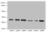 Western blot<br />
 All lanes: STX7antibody at 2.39µg/ml<br />
 Lane 1: Mouse brain tissue<br />
 Lane 2: Mouse spleen tissue<br />
 Lane 3: Hela whole cell lysate<br />
 Lane 4: Jurkat whole cell lysate<br />
 Lane 5: NIH/3T3 whole cell lysate<br />
 Lane 6: HepG2 whole cell lysate<br />
 Secondary<br />
 Goat polyclonal to rabbit IgG at 1/10000 dilution<br />
 Predicted band size: 30, 28 kDa<br />
 Observed band size: 30 kDa<br />