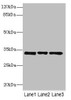 Western blot<br />
 All lanes: PECR antibody at 3.27µg/ml<br />
 Lane 1: MCF-7 whole cell lysate<br />
 Lane 2: HepG2 whole cell lysate<br />
 Lane 3: Hela whole cell lysate<br />
 Secondary<br />
 Goat polyclonal to rabbit IgG at 1/10000 dilution<br />
 Predicted band size: 33, 17 kDa<br />
 Observed band size: 33 kDa<br />