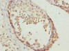 Immunohistochemistry of paraffin-embedded human testis tissue using CSB-PA839412ESR1HU at dilution of 1:100