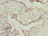 Immunohistochemistry of paraffin-embedded human placenta tissue using CSB-PA839412ESR1HU at dilution of 1:100