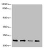 Western blot<br />
 All lanes: TNFAIP8 antibody at 2.79µg/ml<br />
 Lane 1: A431 whole cell lysate<br />
 Lane 2: PC-3 whole cell lysate<br />
 Lane 3: Human placenta tissue<br />
 Lane 4: Mouse thymus tissue<br />
 Secondary<br />
 Goat polyclonal to rabbit IgG at 1/10000 dilution<br />
 Predicted band size: 24, 23, 22, 25 kDa<br />
 Observed band size: 22 kDa<br />