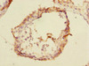Immunohistochemistry of paraffin-embedded human testis tissue using CSB-PA774824ESR1HU at dilution of 1:100