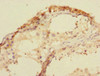 Immunohistochemistry of paraffin-embedded human testis tissue using CSB-PA837850ESR2HU at dilution of 1:100