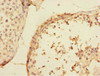 Immunohistochemistry of paraffin-embedded human testis tissue using CSB-PA875692ESR1HU at dilution of 1:100