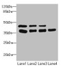 Western blot<br />
 All lanes: UBE2Z antibody at 3.37µg/ml<br />
 Lane 1: MCF-7 whole cell lysate<br />
 Lane 2: HepG2 whole cell lysate<br />
 Lane 3: Hela whole cell lysate<br />
 Lane 4: Mouse gonadal tissue<br />
 Secondary<br />
 Goat polyclonal to rabbit IgG at 1/10000 dilution<br />
 Predicted band size: 39, 29 kDa<br />
 Observed band size: 39 kDa<br />