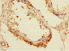 Immunohistochemistry of paraffin-embedded human testis tissue using CSB-PA004575ESR1HU at dilution of 1:100