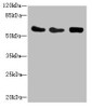 Western blot<br />
 All lanes: CSRNP2 antibody at 2.71µg/ml<br />
 Lane 1: Mouse heart tissue<br />
 Lane 2: HepG2 whole cell lysate<br />
 Lane 3: Mouse brain tissue<br />
 Secondary<br />
 Goat polyclonal to rabbit IgG at 1/10000 dilution<br />
 Predicted band size: 60 kDa<br />
 Observed band size: 60 kDa<br />