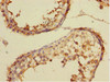 Immunohistochemistry of paraffin-embedded human testis tissue using CSB-PA863949DSR1HU at dilution of 1:100