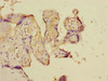 Immunohistochemistry of paraffin-embedded human placenta tissue using CSB-PA863949DSR1HU at dilution of 1:100