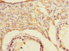 Immunohistochemistry of paraffin-embedded human testis tissue using CSB-PA863949DSR2HU at dilution of 1:100