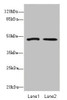 Western blot<br />
 All lanes: GCM1antibody at 1.67µg/ml<br />
 Lane 1: Hela whole cell lysate<br />
 Lane 2: HepG2 whole cell lysate<br />
 Secondary<br />
 Goat polyclonal to rabbit IgG at 1/10000 dilution<br />
 Predicted band size: 49 kDa<br />
 Observed band size: 49 kDa<br />