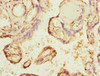 Immunohistochemistry of paraffin-embedded human placenta tissue using CSB-PA868270ESR1HU at dilution of 1:100
