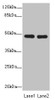 Western blot<br />
 All lanes: GCM1antibody at 0.97µg/ml<br />
 Lane 1: Hela whole cell lysate<br />
 Lane 2: HepG2 whole cell lysate<br />
 Secondary<br />
 Goat polyclonal to rabbit IgG at 1/10000 dilution<br />
 Predicted band size: 49 kDa<br />
 Observed band size: 49 kDa<br />