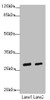 Western blot<br />
 All lanes: KLF9antibody at 4.43µg/ml<br />
 Lane 1: Mouse kidney tissue<br />
 Lane 2: Mouse liver tissue<br />
 Secondary<br />
 Goat polyclonal to rabbit IgG at 1/10000 dilution<br />
 Predicted band size: 27 kDa<br />
 Observed band size: 27 kDa<br />