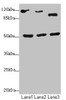 Western blot<br />
 All lanes: NFIL3antibody at 2.79µg/ml<br />
 Lane 1: HepG2 whole cell lysate<br />
 Lane 2: 293T whole cell lysate<br />
 Lane 3: Hela whole cell lysate<br />
 Secondary<br />
 Goat polyclonal to rabbit IgG at 1/10000 dilution<br />
 Predicted band size: 51 kDa<br />
 Observed band size: 51, 90 kDa<br />