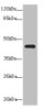 Western blot<br />
 All lanes: NR2E1antibody at 3.2µg/ml + Mouse brain tissue<br />
 Secondary<br />
 Goat polyclonal to rabbit IgG at 1/10000 dilution<br />
 Predicted band size: 43, 47 kDa<br />
 Observed band size: 43 kDa<br />