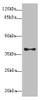 Western blot<br />
 All lanes: PDCD2L antibody at 1.4µg/ml + MCF-7 whole cell lysate<br />
 Secondary<br />
 Goat polyclonal to rabbit IgG at 1/10000 dilution<br />
 Predicted band size: 39 kDa<br />
 Observed band size: 39 kDa<br />