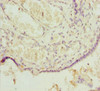 Immunohistochemistry of paraffin-embedded human placenta tissue using CSB-PA620877ESR2HU at dilution of 1:100