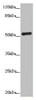 Western blot<br />
 All lanes: ADPGK antibody at 1.02µg/ml + Hela whole cell lysate<br />
 Secondary<br />
 Goat polyclonal to rabbit IgG at 1/10000 dilution<br />
 Predicted band size: 55, 54, 29, 25, 39, 9 kDa<br />
 Observed band size: 55 kDa<br />