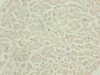 Immunohistochemistry of paraffin-embedded human heart tissue using CSB-PA613410ESR2HU at dilution of 1:100