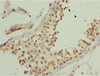 Immunohistochemistry of paraffin-embedded human testis tissue using CSB-PA005423ESR2HU at dilution of 1:100