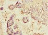 Immunohistochemistry of paraffin-embedded human placenta tissue using CSB-PA885684ESR1HU at dilution of 1:100
