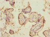 Immunohistochemistry of paraffin-embedded human placenta tissue using CSB-PA885684ESR2HU at dilution of 1:100