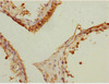 Immunohistochemistry of paraffin-embedded human testis tissue using CSB-PA866205ESR1HU at dilution of 1:100