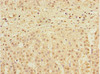 Immunohistochemistry of paraffin-embedded human adrenal gland tissue using CSB-PA866205ESR1HU at dilution of 1:100