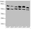 Western blot<br />
 All lanes: ELF2 antibody at 3.35µg/ml<br />
 Lane 1: HL60 whole cell lysate<br />
 Lane 2: A549 whole cell lysate<br />
 Lane 3: MCF-7 whole cell lysate<br />
 Lane 4: Jurkat whole cell lysate<br />
 Lane 5: Hela whole cell lysate<br />
 Lane 6: Mouse lung tissue<br />
 Secondary<br />
 Goat polyclonal to rabbit IgG at 1/10000 dilution<br />
 Predicted band size: 64, 63, 57, 58, 55 kDa<br />
 Observed band size: 64, 50 kDa<br />