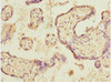 Immunohistochemistry of paraffin-embedded human placenta tissue using CSB-PA618015DSR1HU at dilution of 1:100